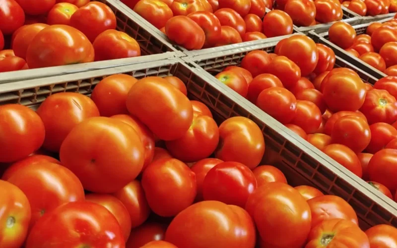 Tomatoes: Morocco does not stop exports