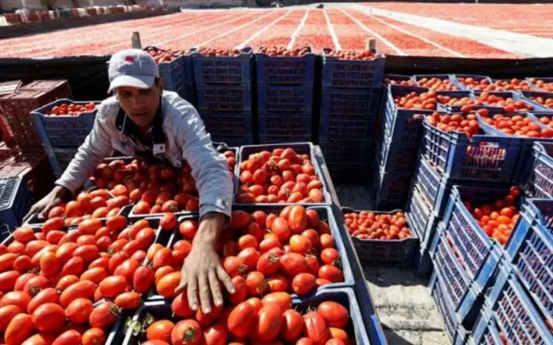 Tomatoes: why Morocco is winning the price war against Spain