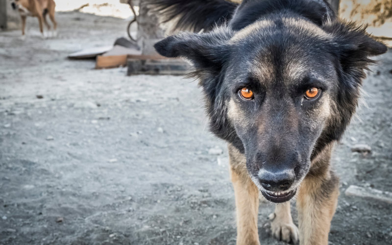 Tourist Bitten by Stray Dog at Tangier Port, Sparks Concern Over City Safety