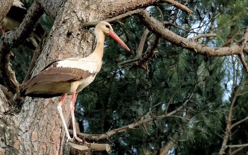 Tracked Belgian Stork Completes 2,000-km Journey to Morocco, Breaking Migration Records