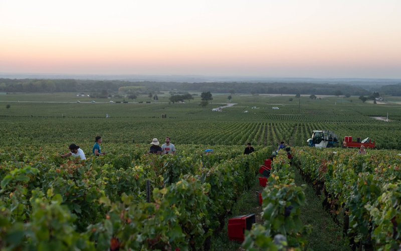 Trial Begins for Alleged Exploitation of Moroccan Vineyard Workers in France