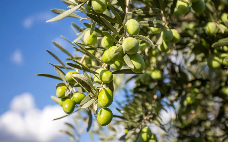 Turkey's Olive Gene Bank Ranks Third Globally, Preserves 364 Varieties