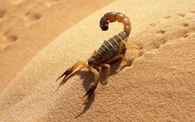 Two Children Die from Scorpion Stings in Morocco's Ouezzane Province Amid Heatwave