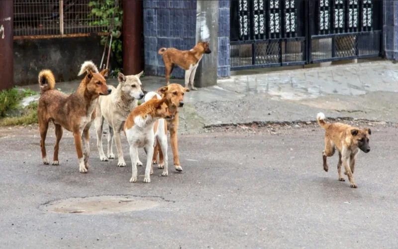 Uncontrollable packs of dogs in Marrakech