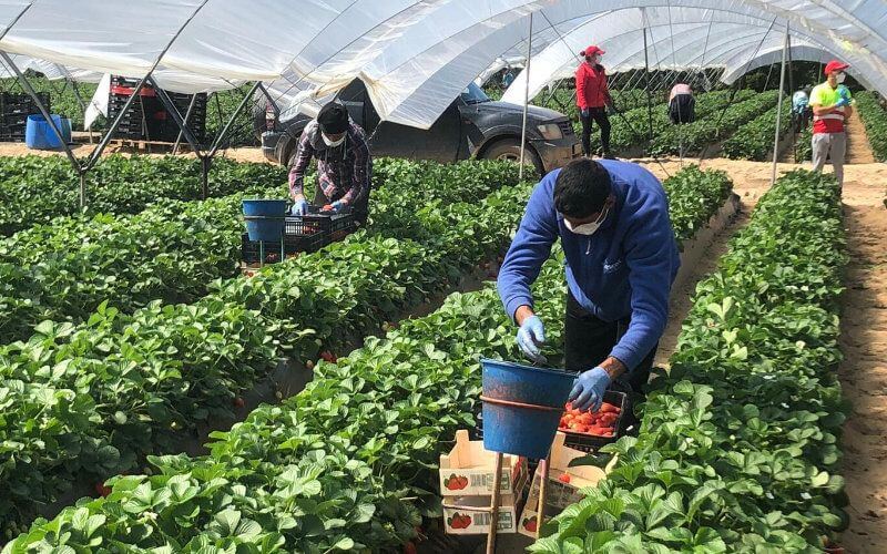 Undocumented Workers Seek Legal Status to Save Spain's Strawberry Harvest