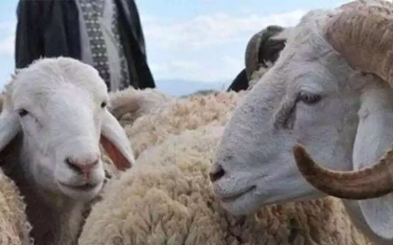 Unsigned Poster Urges Muslims to Boycott Eid al-Adha 2025 in Southern France, Sparking Community Backlash