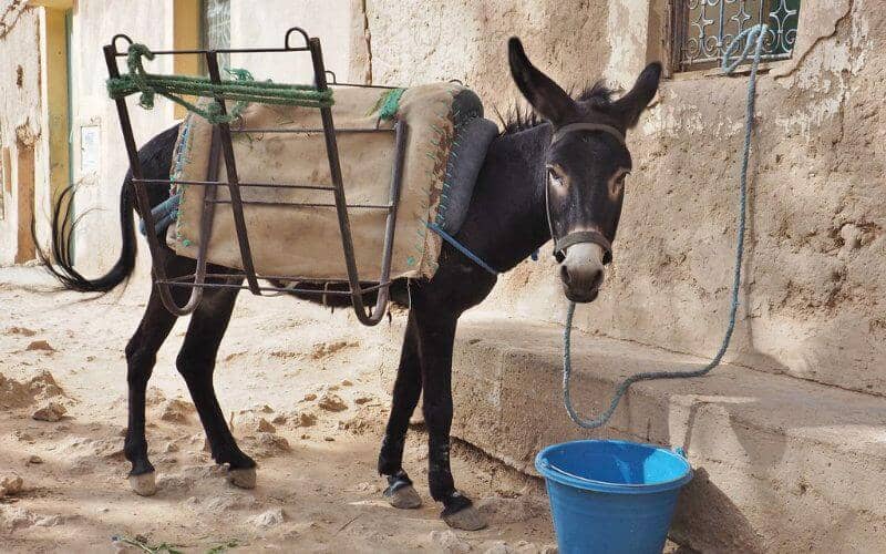 Unusual Donkey Auction in Morocco Sparks Social Media Buzz