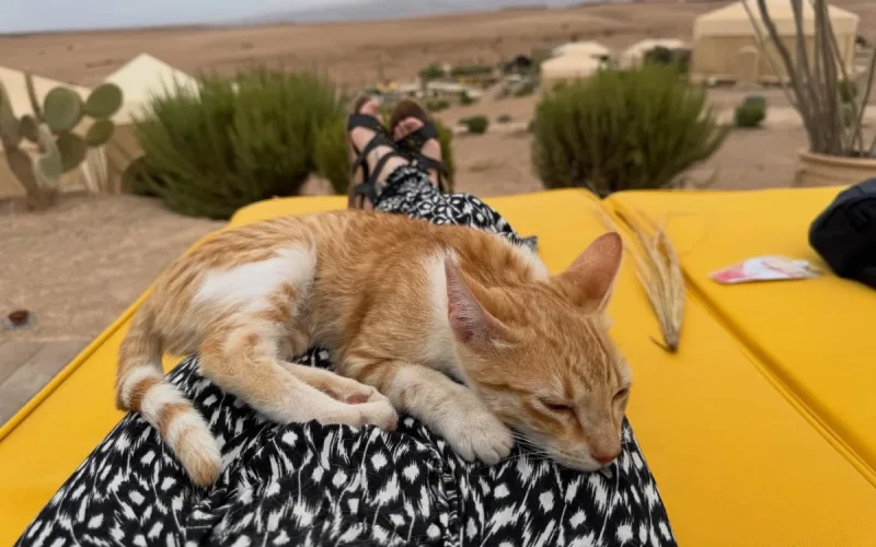 Unusual: On their honeymoon in Morocco, they save a cat and bring it back to the USA