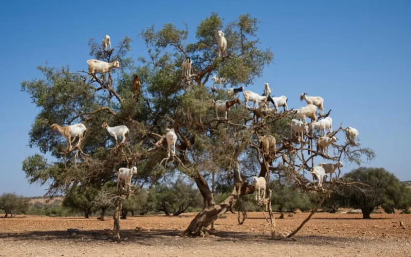 The use of the argan tree in Essaouira (Morocco) dates back 150,000 years, a major discovery