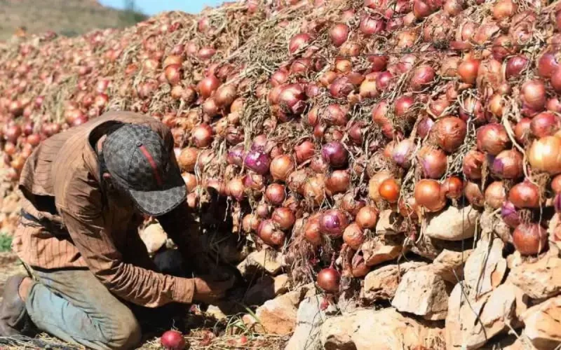 Vegetables: how some countries are gradually turning away from the Moroccan supply