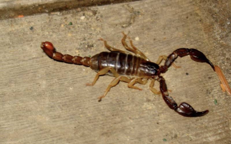 Venomous Creatures Terrorize Fez Medina Residents, Child Hospitalized