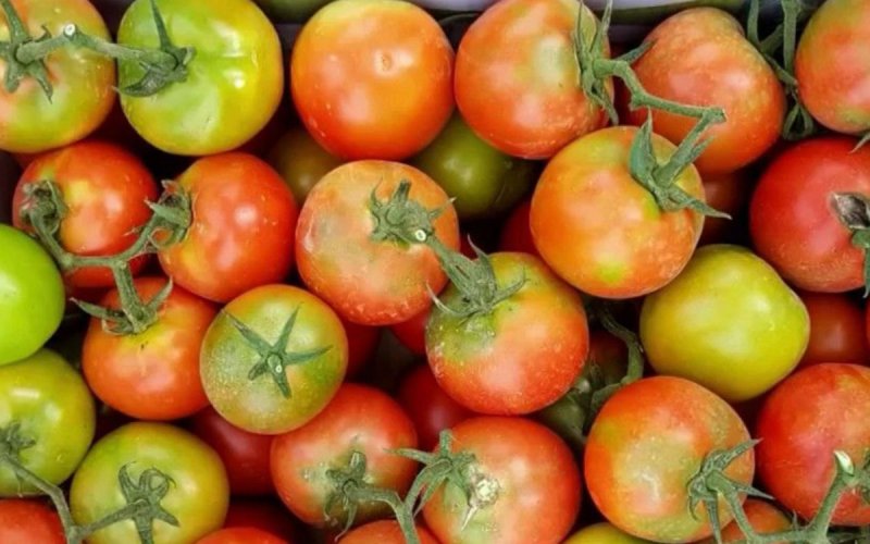 Virus-Laden Tomatoes Spark Agricultural Crisis at Russian Border