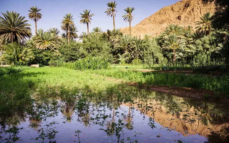 When the Moroccan Sahara was green