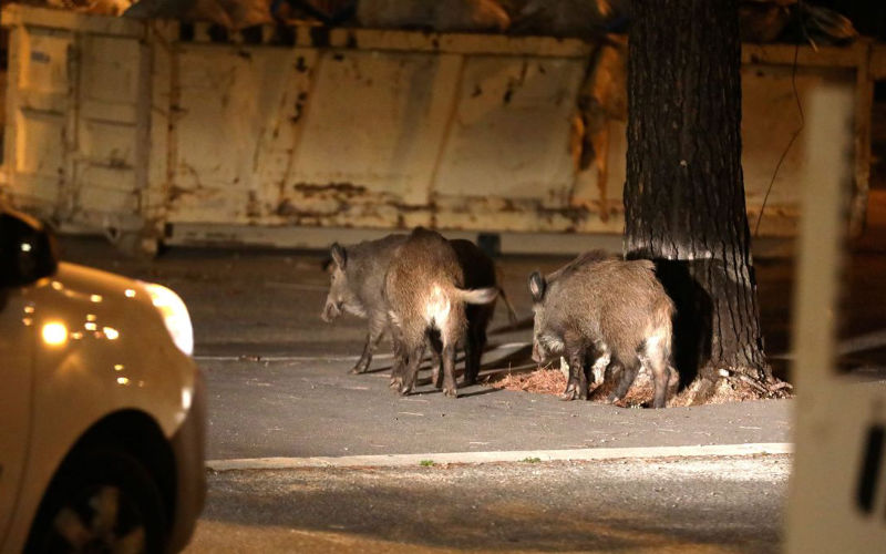 Wild Boar Invasion Sparks Panic in Essaouira, Morocco; Residents Demand Government Action