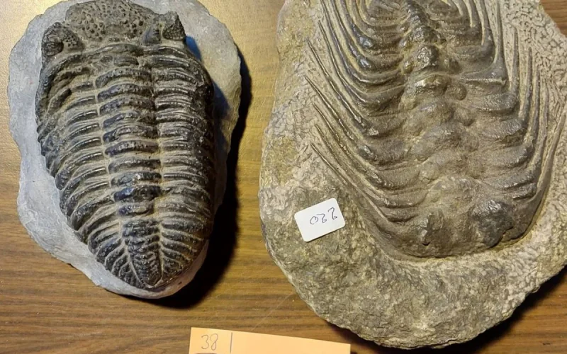 Wild excavations in Morocco: fossils worth thousands of euros blocked by French customs