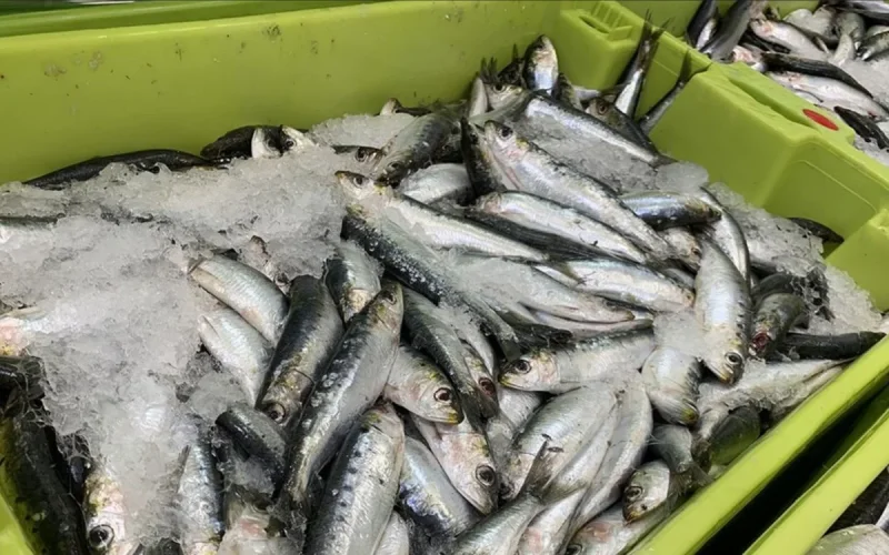 Will Moroccan sardines disappear from French supermarkets?