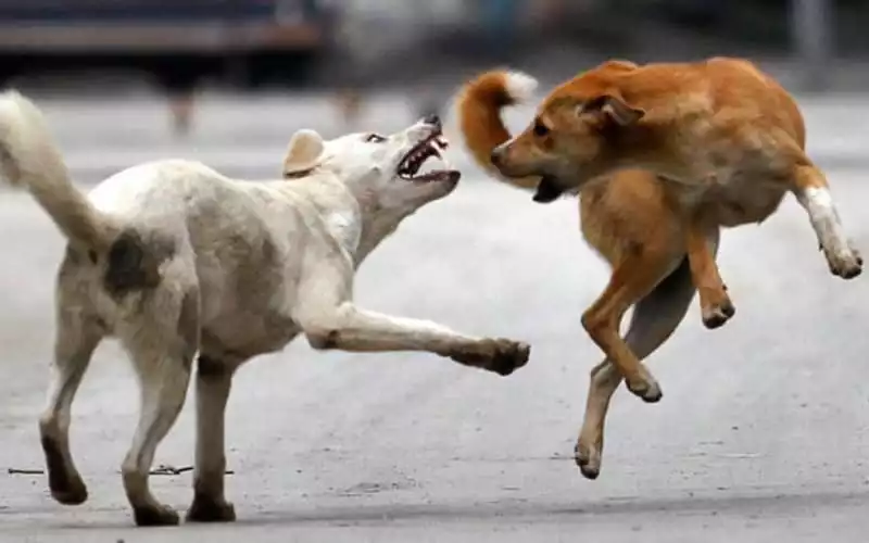 Woman Sues Casablanca Over Vicious Stray Dog Attack, Citing City Negligence