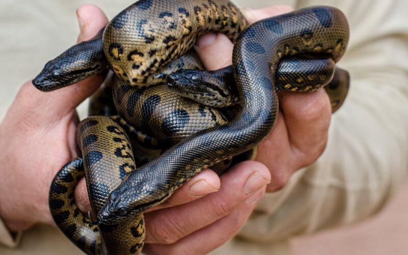 World's Largest Snake Gives Birth to 26 Baby Anacondas at Agadir's Crocoparc