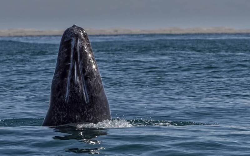 Young Gray Whale Spotted Off French Coast After Rare Mediterranean Journey