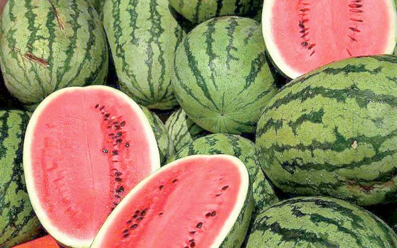Zagora Province Limits Watermelon Farming Amid Water Crisis